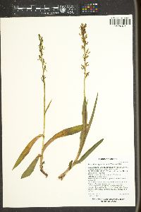 Platanthera sparsiflora image