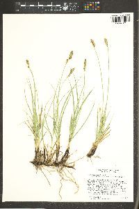 Carex praegracilis image