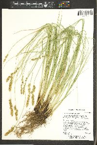 Carex agrostoides image