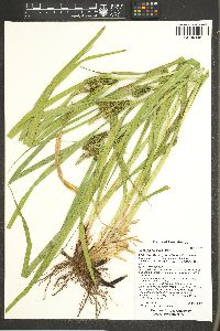 Carex aureolensis image