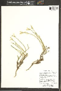 Linanthus pungens subsp. pungens image