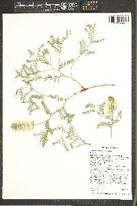 Sophora nuttalliana image