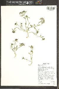 Asclepias involucrata image