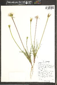 Uropappus lindleyi image