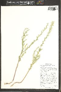 Chenopodium leptophyllum image