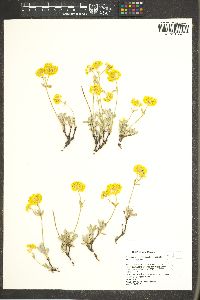 Eriogonum sphaerocephalum image