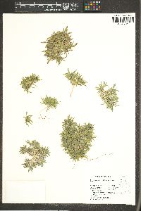 Nama densa var. parviflora image