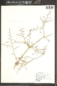 Eriogonum deflexum image