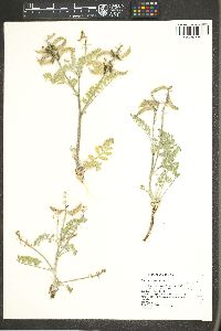 Astragalus malacus image