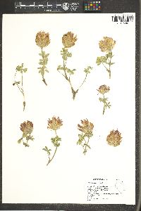 Trifolium macrocephalum image