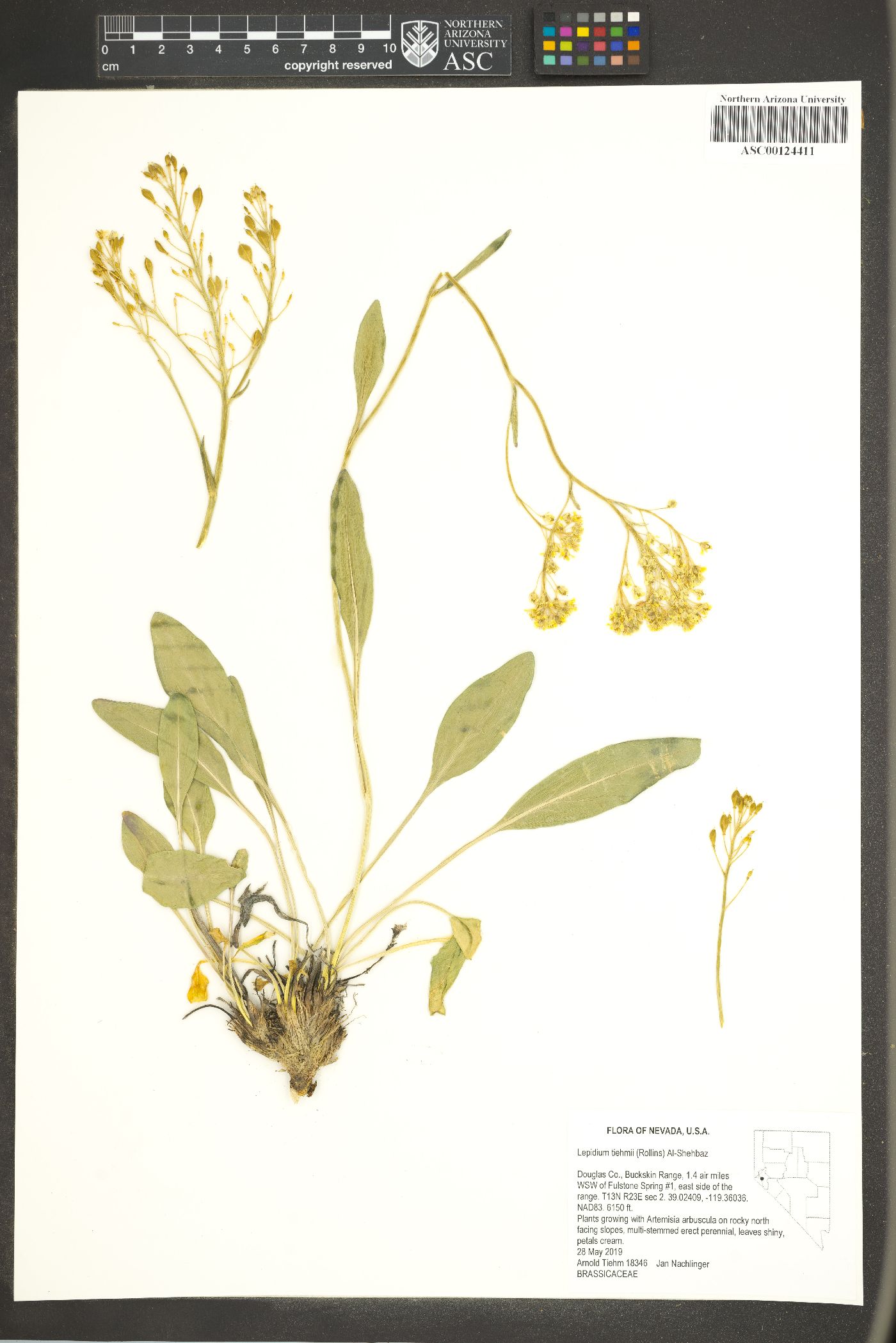 Lepidium tiehmii image