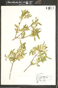 Salix orestera image
