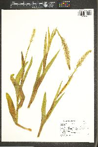 Platanthera dilatata var. leucostachys image