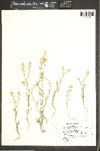 Cryptantha juniperensis image