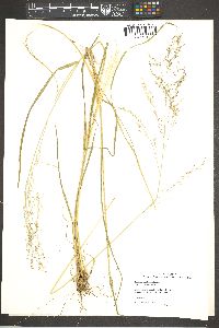 Zuloagaea bulbosa image