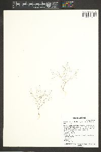 Nemacladus tenuis var. aliformis image