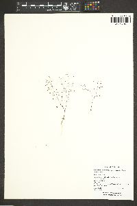 Nemacladus eastwoodiae image