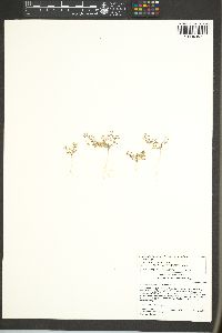 Nemacladus longiflorus var. breviflorus image
