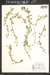 Bacopa monnieri image