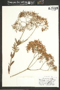 Eriogonum multiflorum image