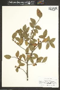 Ulmus crassifolia image