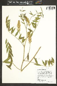 Glycyrrhiza lepidota image