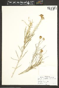 Senecio flaccidus image