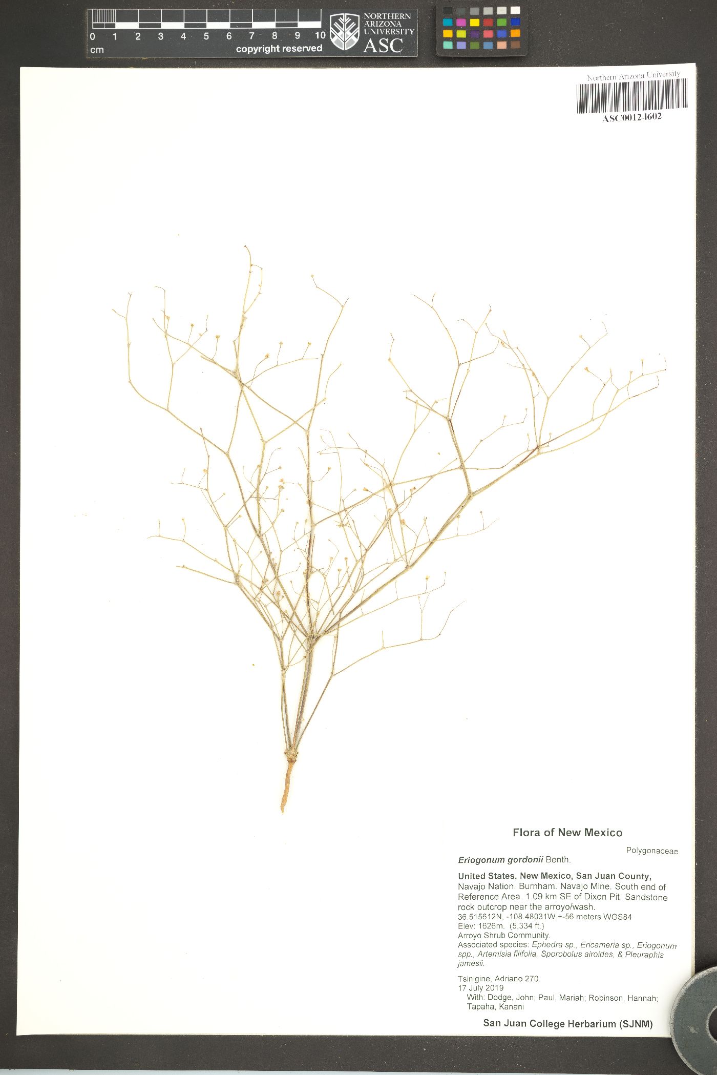 Eriogonum gordonii image