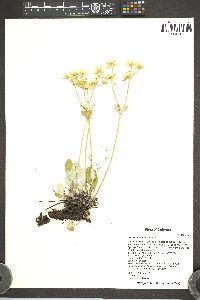 Eriogonum jamesii image