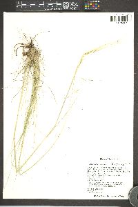 Hesperostipa comata image