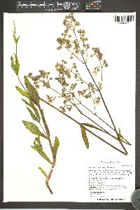 Mirabilis albida image