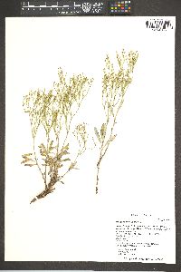 Eriogonum effusum image