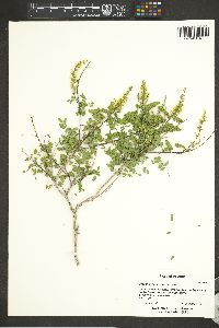 Eysenhardtia texana image