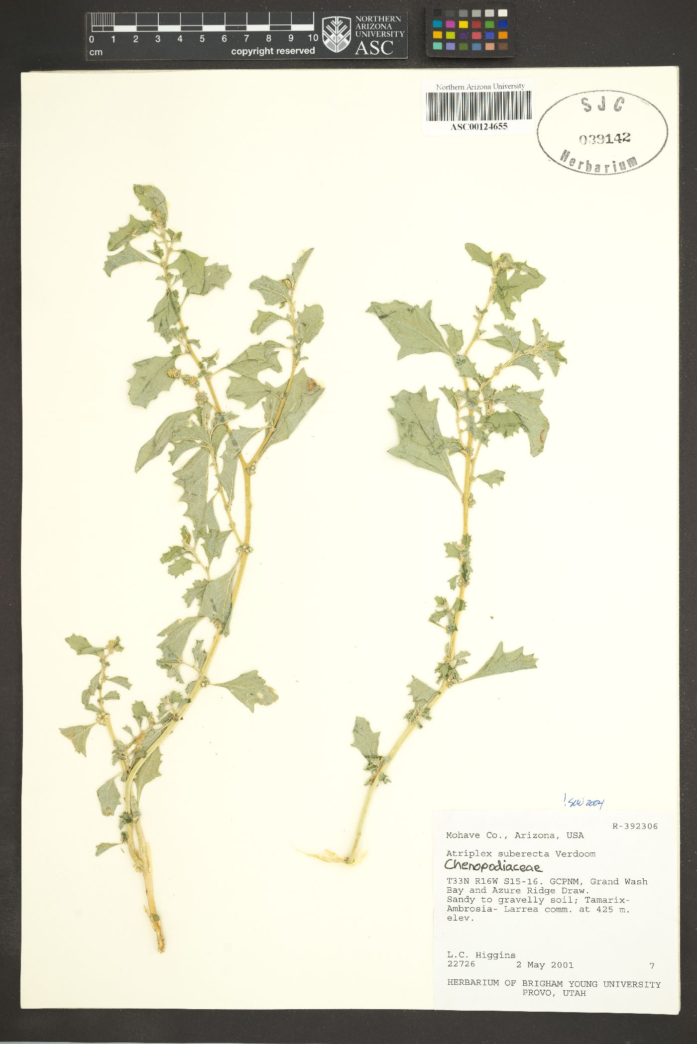 Atriplex suberecta image