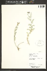 Astragalus humistratus var. sonorae image
