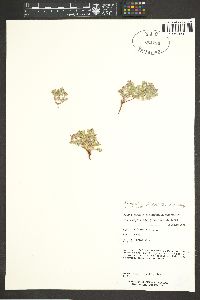 Euphorbia fendleri image