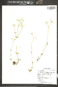 Cerastium arvense image