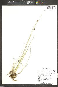 Juncus balticus subsp. ater image