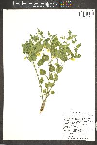 Physalis virginiana image