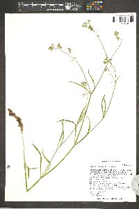 Mirabilis linearis image