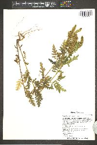 Phacelia denticulata image