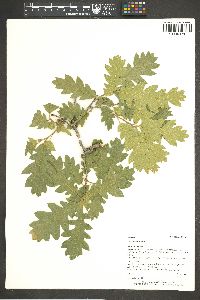 Quercus x undulata image