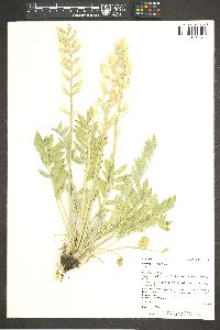 Oxytropis sericea image