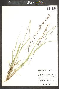 Bouteloua curtipendula var. curtipendula image