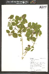 Jamesia americana var. americana image