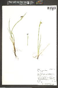 Sisyrinchium montanum image