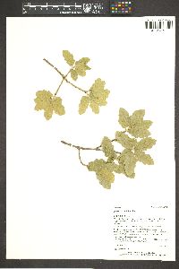 Quercus x undulata image