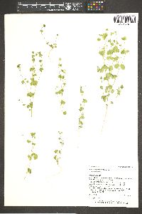 Drymaria glandulosa var. glandulosa image