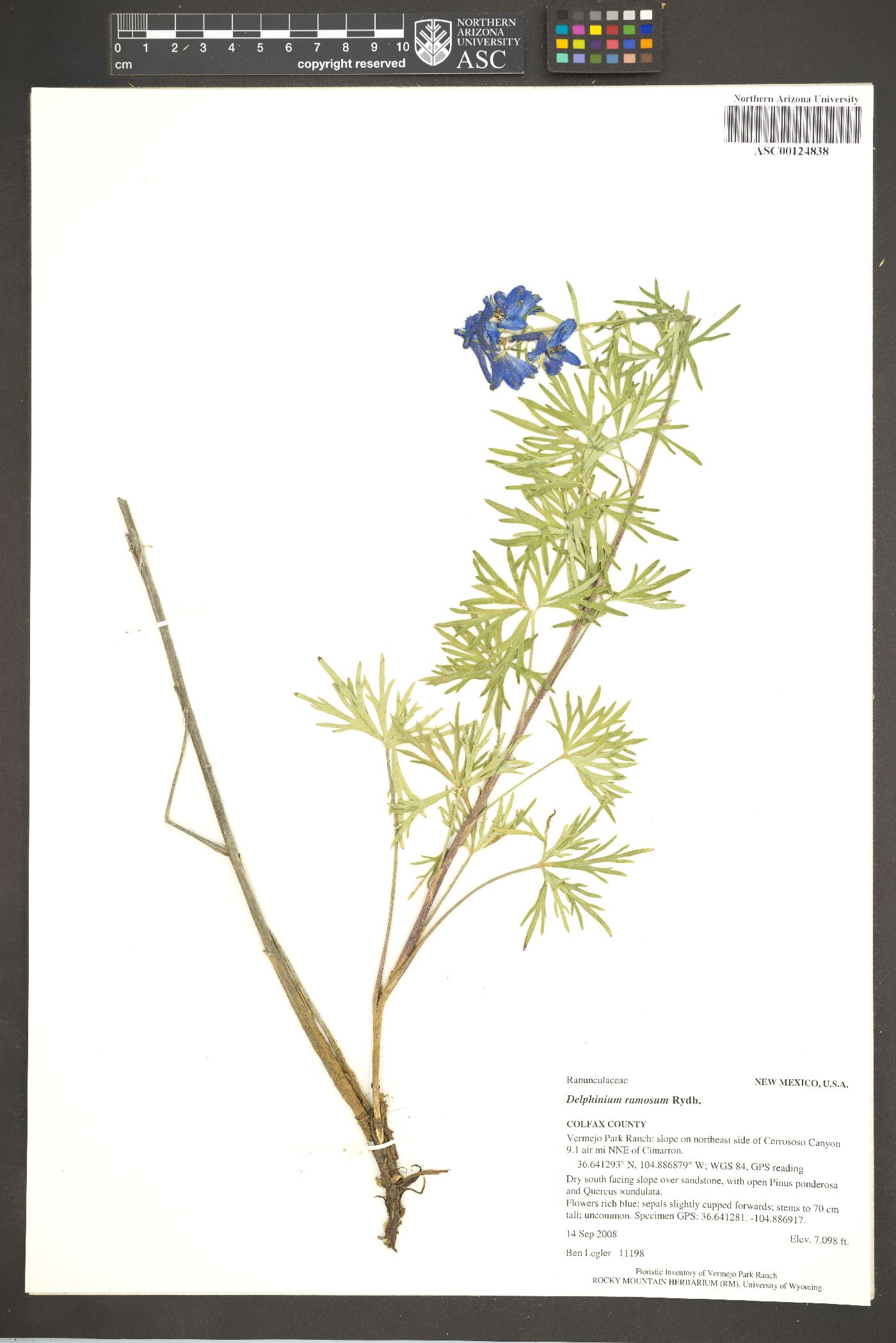 Delphinium ramosum image