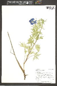 Delphinium ramosum image